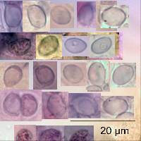 Porpoloma amyloideum image