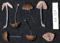 Entoloma duplocoloratum image