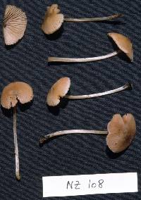 Entoloma captiosum image