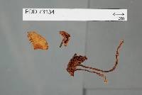 Cortinarius subgemmeus image