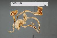 Cortinarius cretax image