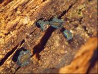 Chlorociboria macrospora image