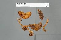 Cortinarius xenosma image
