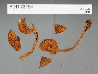 Cortinarius ignellus image