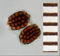 Image of Dictyosporium palmae