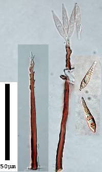 Image of Dactylaria junci