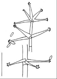 Calcarisporium arbuscula image