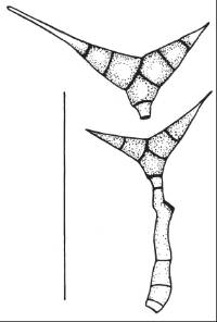 Diplocladiella scalaroides image