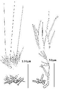 Polyscytalum ciliatum image