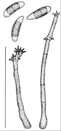 Pleurothecium leptospermi image