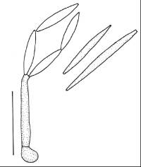 Subramaniomyces fusisaprophyticus image