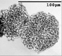 Pseudoclathrosphaerina spiralis image