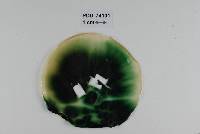 Chlorociboria aeruginascens subsp. australis image
