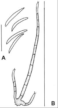 Dictyochaeta querna image