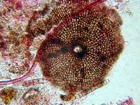 Microthyrium ilicinum image