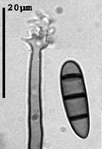 Image of Pleurothecium leptospermi