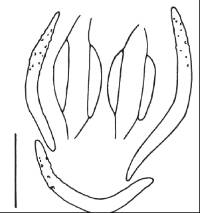 Thozetella havanensis image