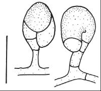 Image of Troposporella monospora
