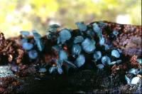 Chlorociboria procera image