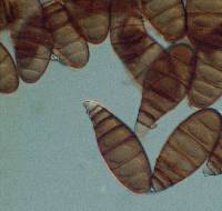 Bactrodesmium nothofagi image