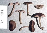 Entoloma inventum image