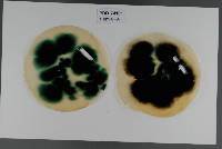 Chlorociboria aeruginascens image