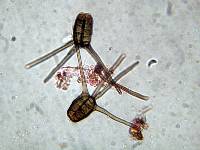 Tetraplosphaeria tetraploa image