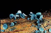 Chlorociboria aeruginascens image