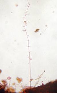 Calcarisporium arbuscula image