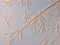 Dimorphotricha australis image