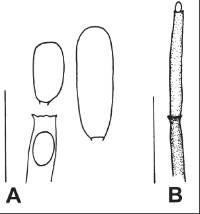 Australiasca laeënsis image