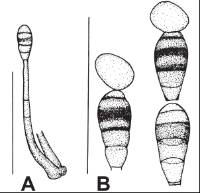 Phragmocephala stemphylioides image