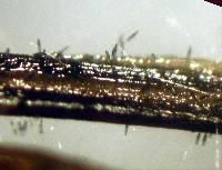 Xylomyces aquaticus image