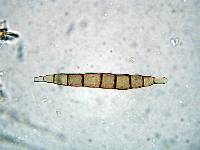 Xylomyces aquaticus image