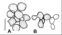 Pseudaegerita corticalis image