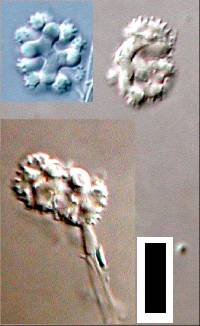 Candelabrum spinulosum image