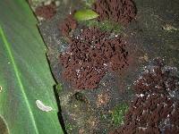 Stemonitis fusca image