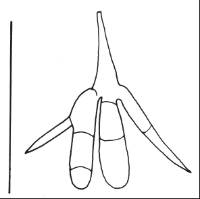 Image of Titaea maxilliformis