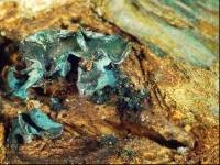 Chlorociboria aeruginascens subsp. australis image