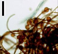 Periconia hispidula image