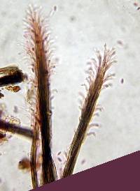 Phaeoisaria clematidis image