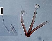 Polyscytalum gracilisporum image