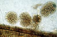 Pseudaegerita foliicola image