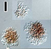 Pseudaegerita corticalis image