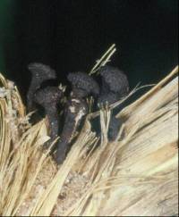 Xylaria psamathos image