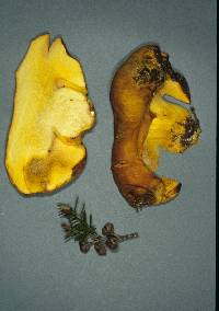 Boletus rawlingsii image