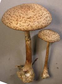 Image of Psathyrella asperospora