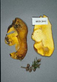 Boletus rawlingsii image