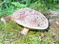 Lactarius tawai image