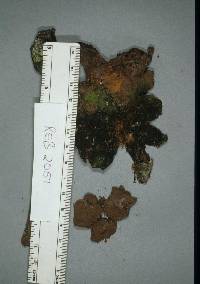 Scleroderma cepa image